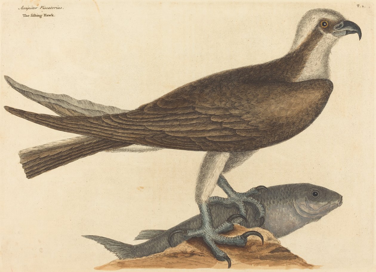 Fiskehøgen (Falco haliaetus) af Mark Catesby