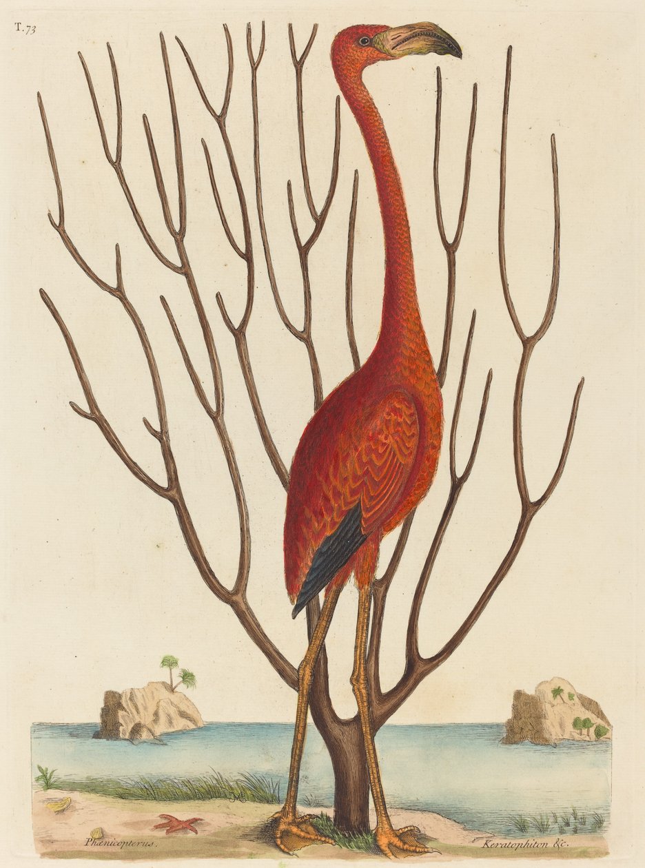 Flamingoen Phoenicopterus ruber, udgivet 1731-1743. af Mark Catesby