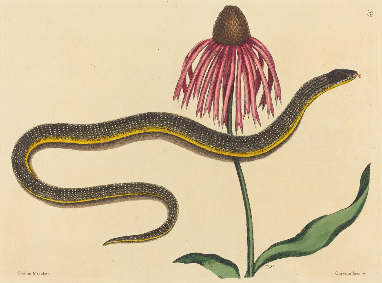 Glasslangen Anguis ventralis, udgivet 1731-1743. af Mark Catesby