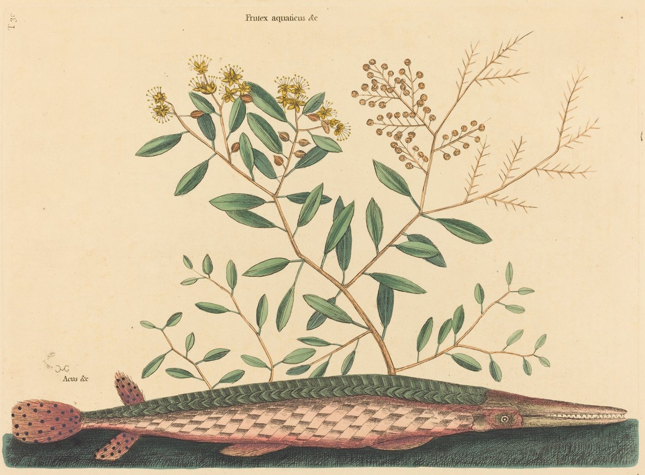The Green Gar Fish (Esox osseus) af Mark Catesby