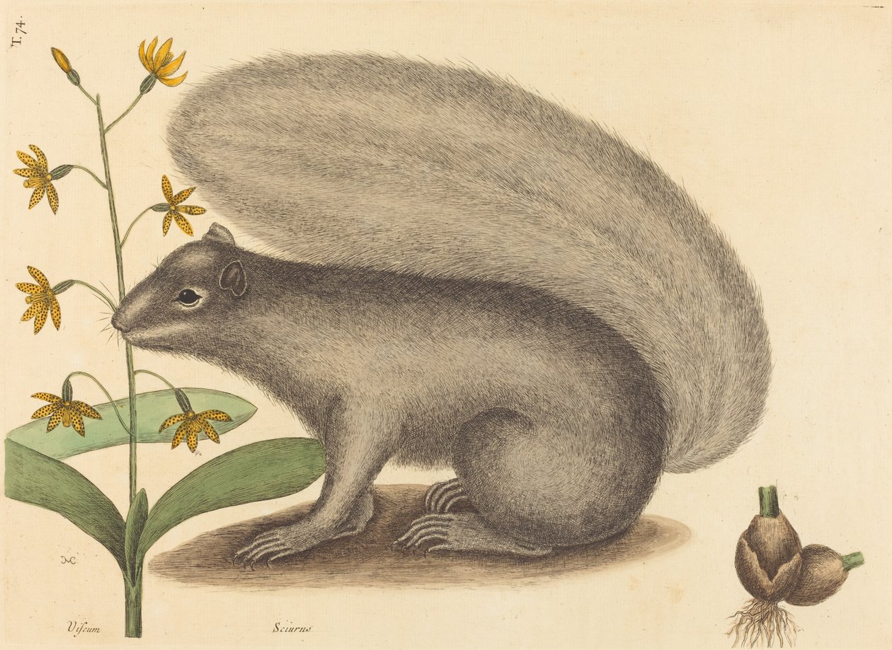 Det grå ræveegern (Sciurus cinereus) af Mark Catesby