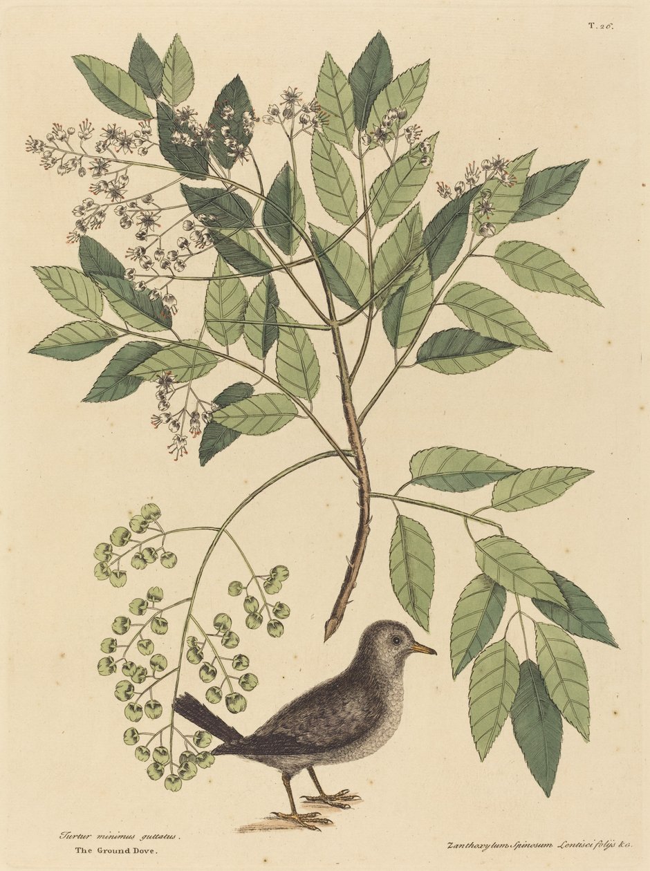 The Ground Dove (Columba passerina) af Mark Catesby