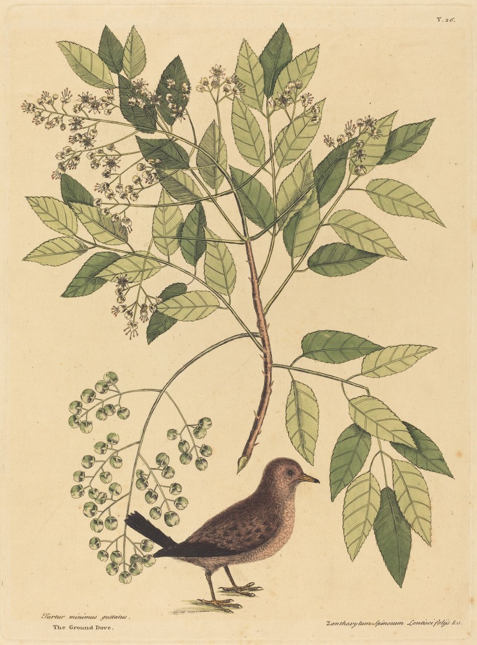 The Ground Dove Columba passerina, udgivet 1731-1743. af Mark Catesby