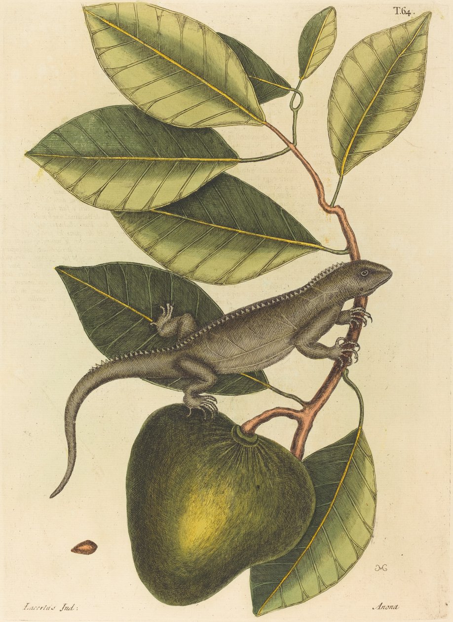 Guanaen (Iguana Lizard) af Mark Catesby