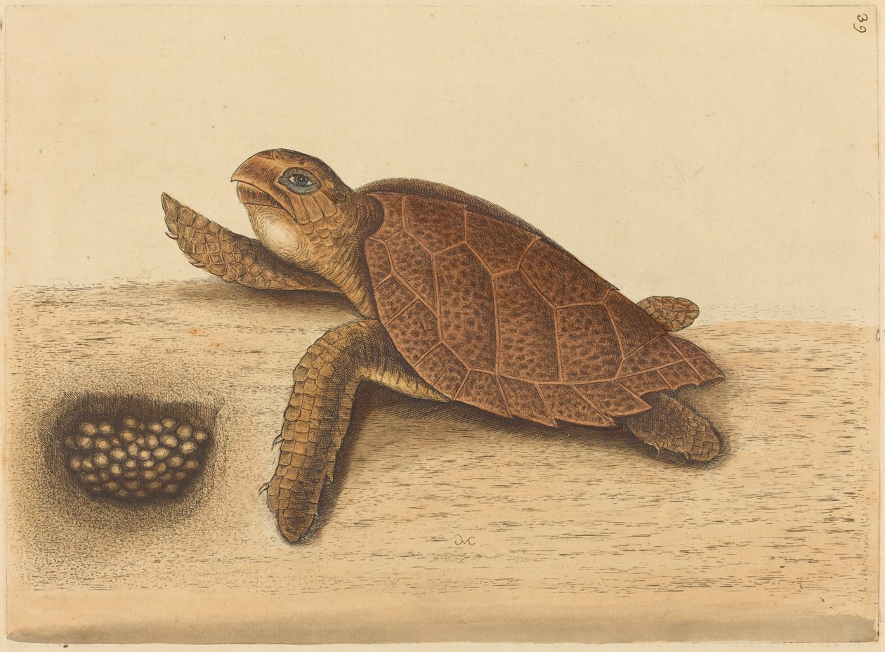 The Hawks-bill Turtle (Testudo caretta) af Mark Catesby