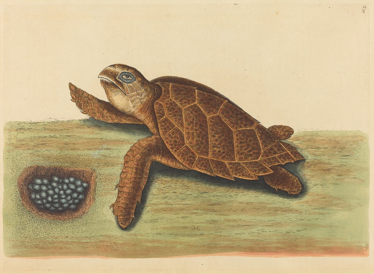 The Hawks-bill Turtle (Testudo caretta) af Mark Catesby