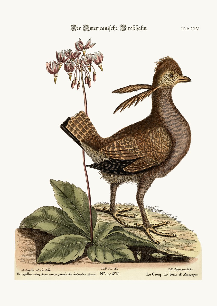 The Heathcock, 1749-73 af Mark Catesby