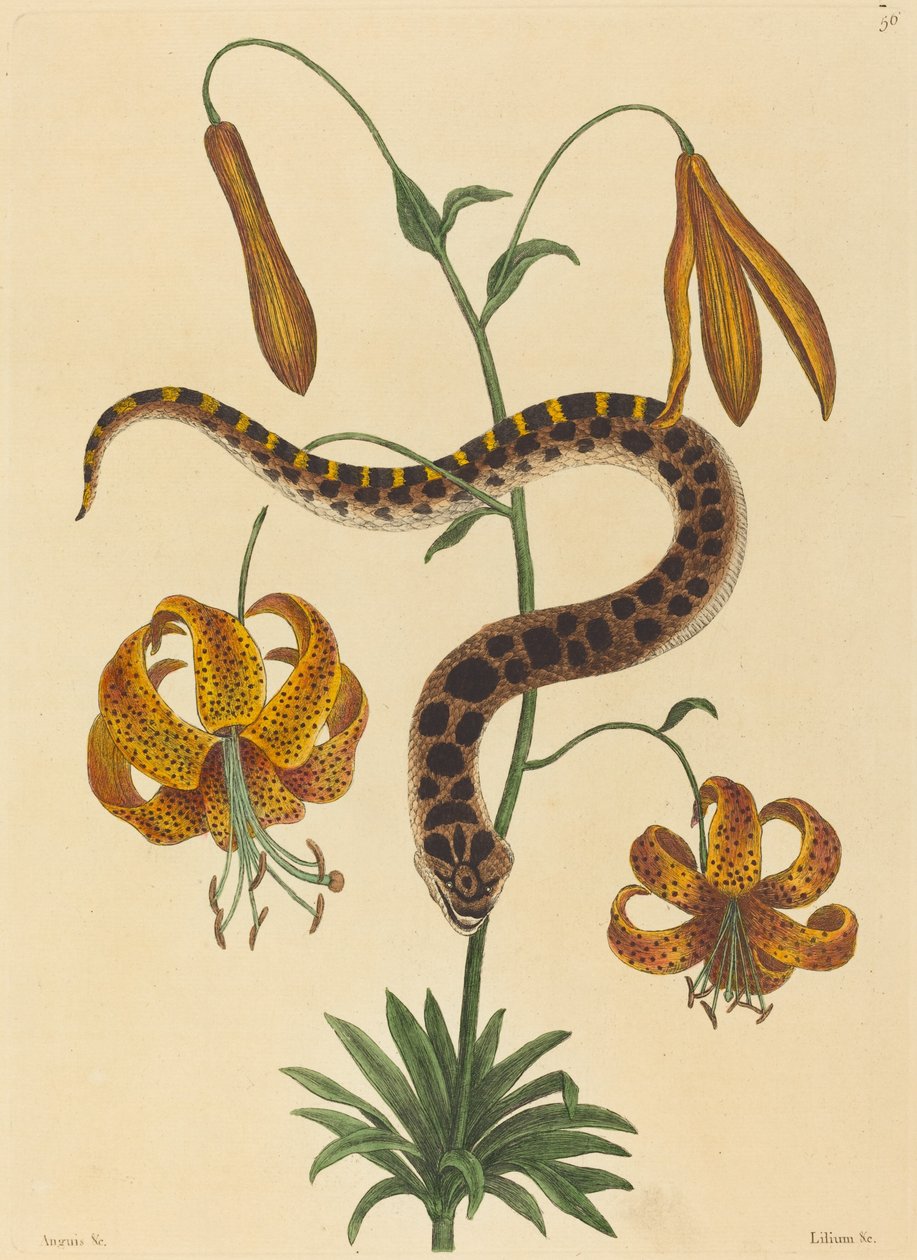 The Hog-nose Snake (Boa contortrix) af Mark Catesby