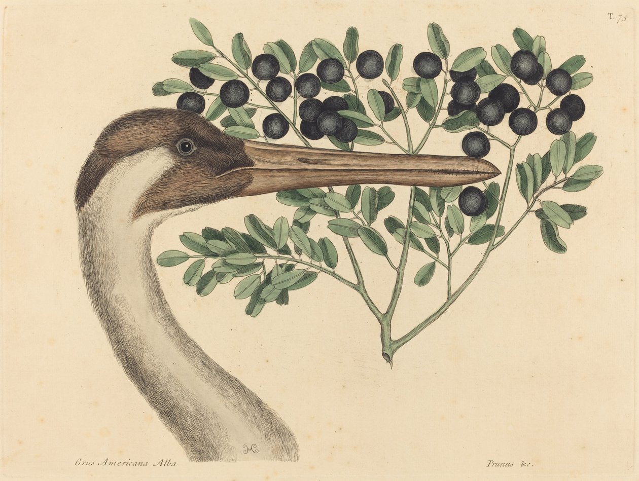 Hooping Crane Ardea Americana, udgivet 1731-1743. af Mark Catesby