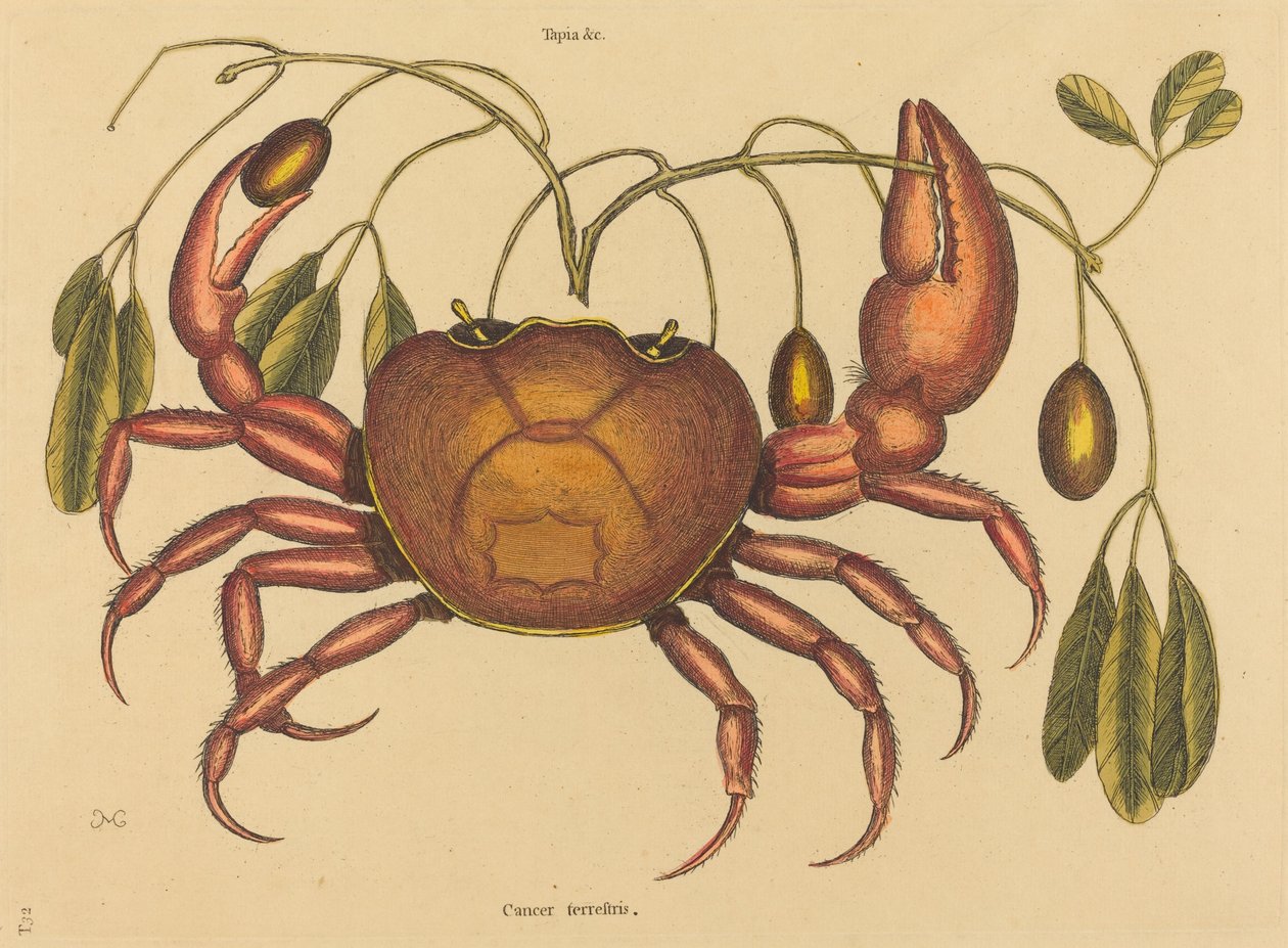 Landkrabben Cancer ruricola, udgivet 1731-1743. af Mark Catesby