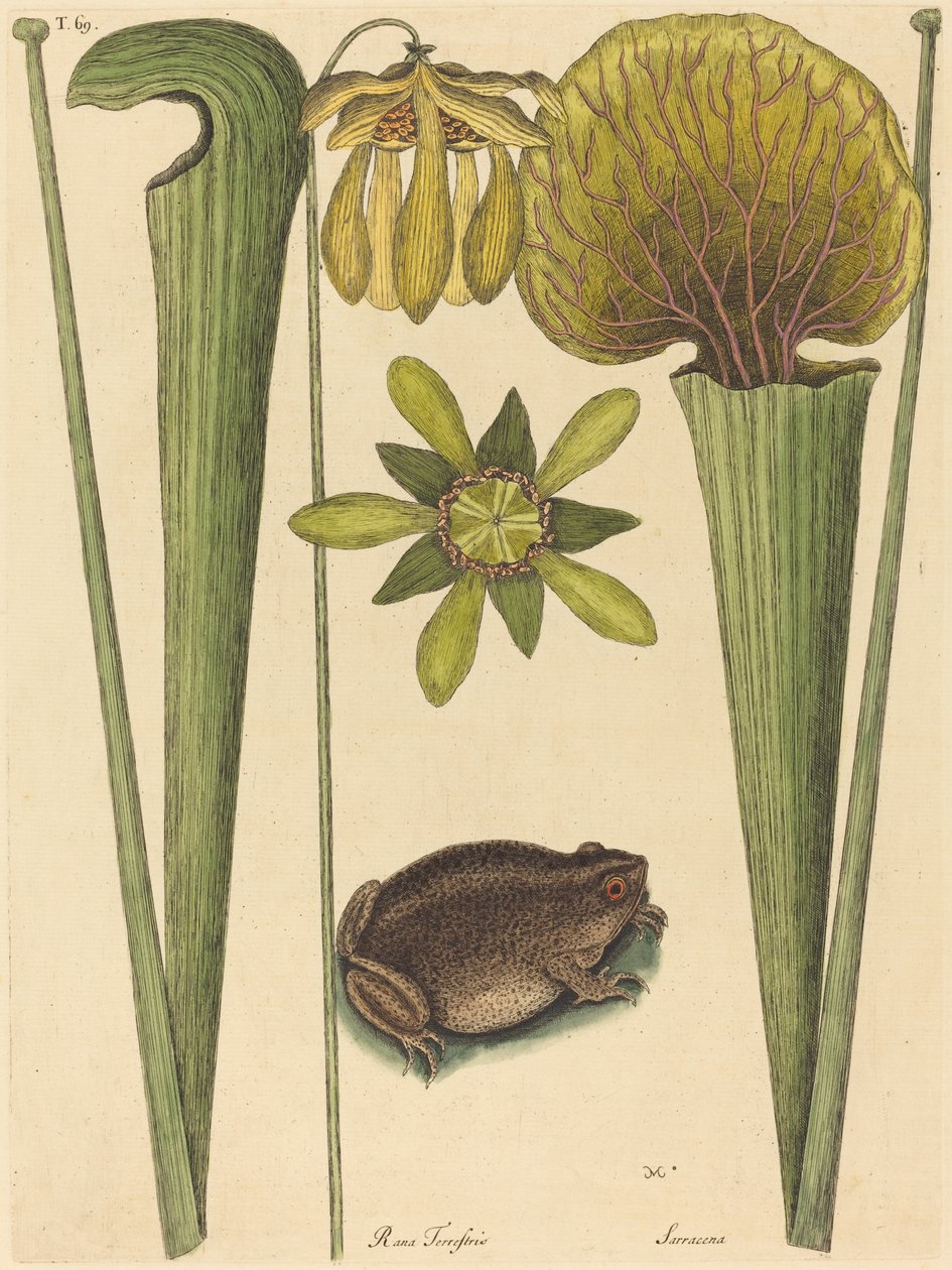Landfrøen Rana, udgivet 1731-1743. af Mark Catesby