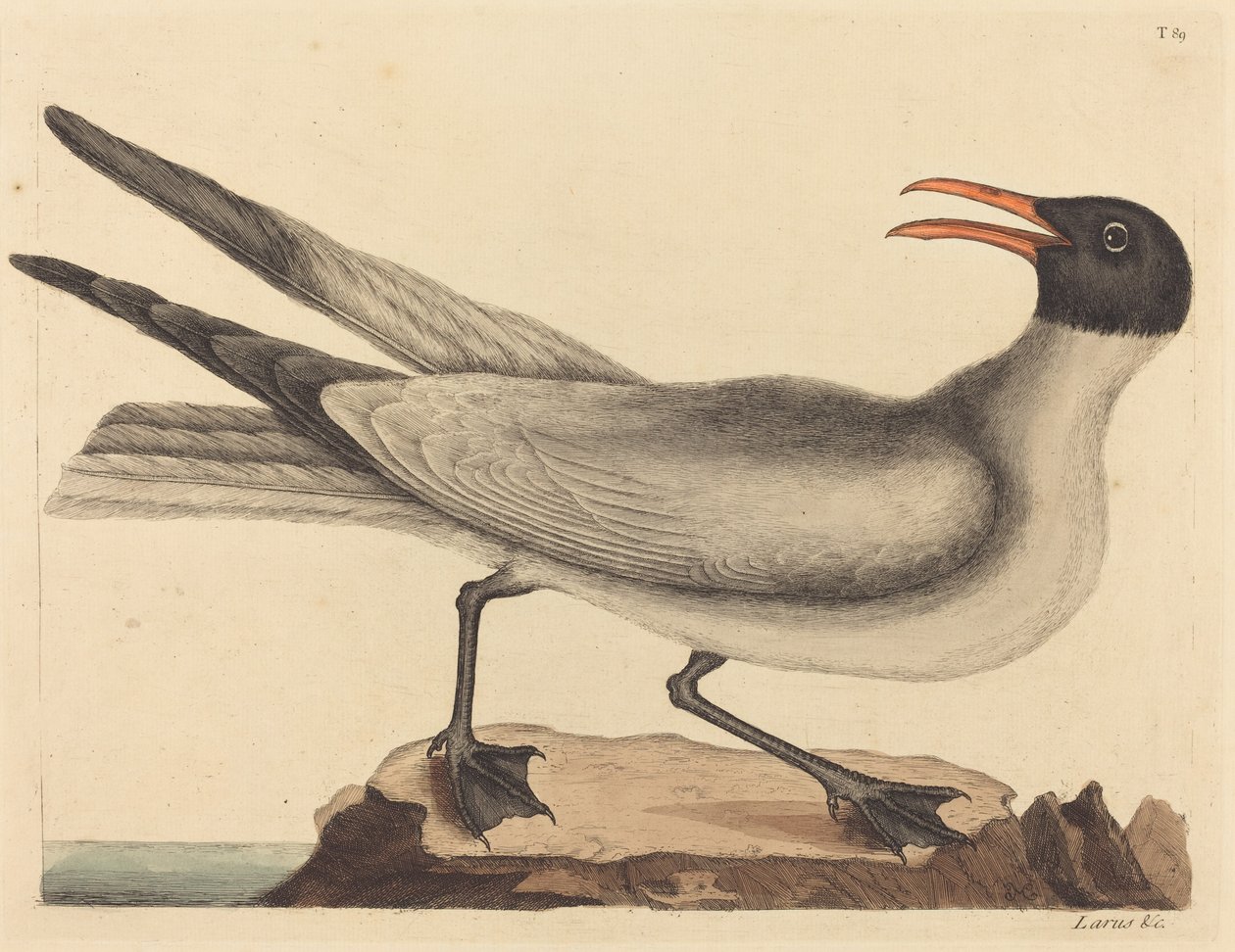 Lattermågen (Larus articilla) af Mark Catesby
