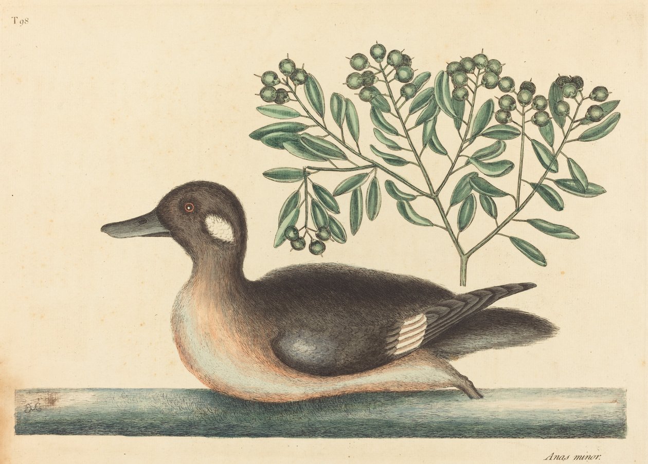 Den lille brune and (Anas rustica) af Mark Catesby
