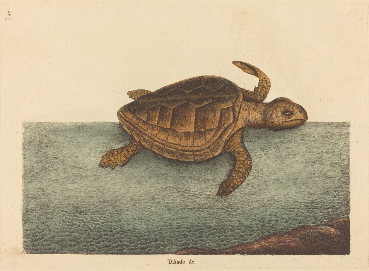 Logger-head Turtle Testudo Cavanna, udgivet 1731-1743. af Mark Catesby