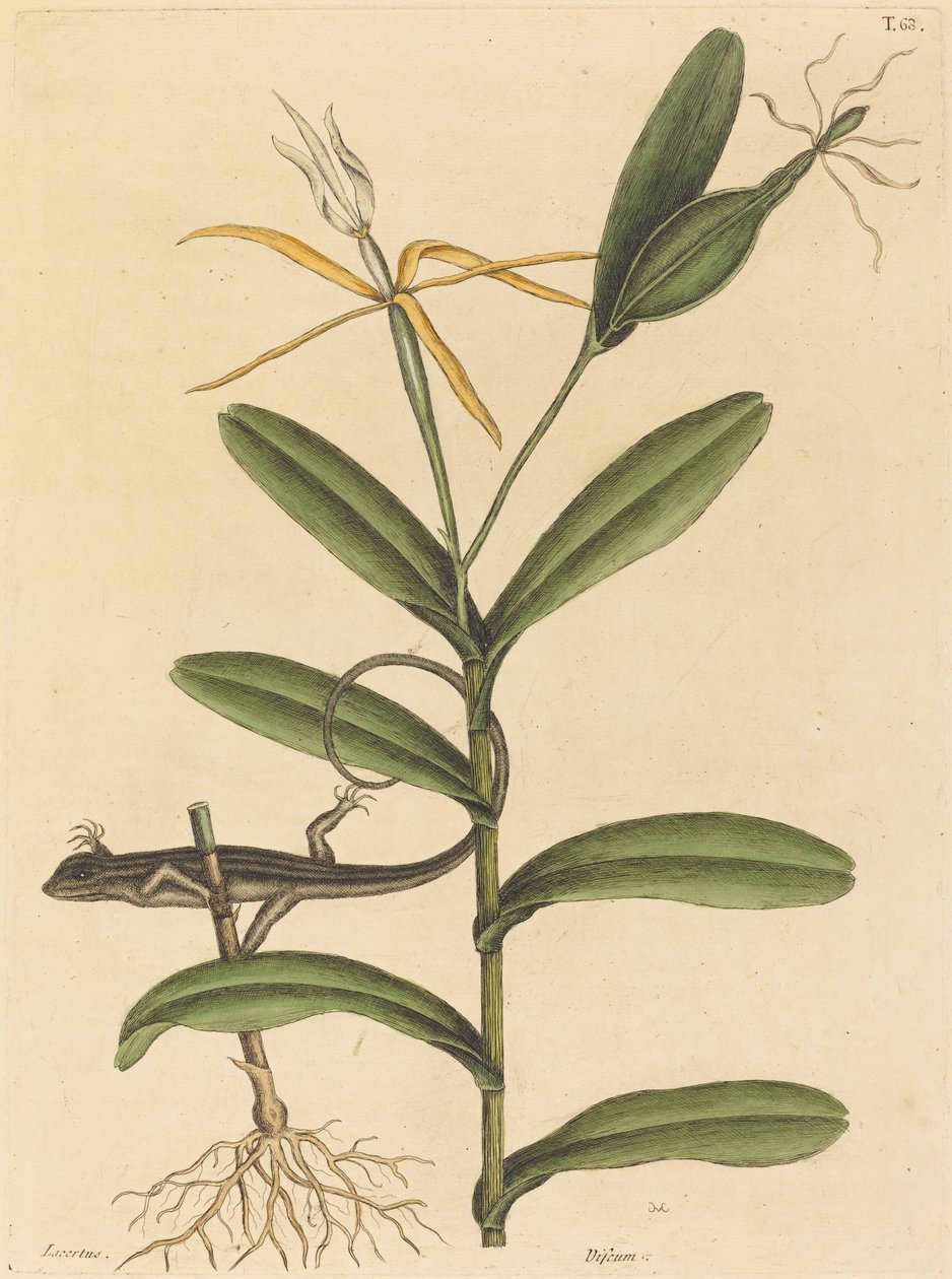 Lyon-øglen (Lacerta 6-lineata) af Mark Catesby