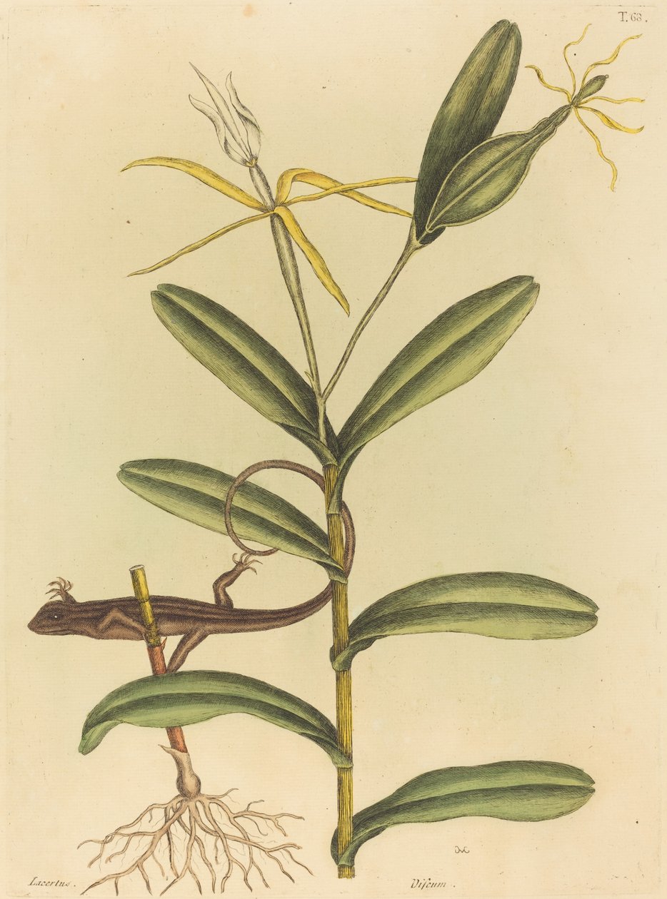 Lyon-øglen (Lacerta 6-lineata) af Mark Catesby