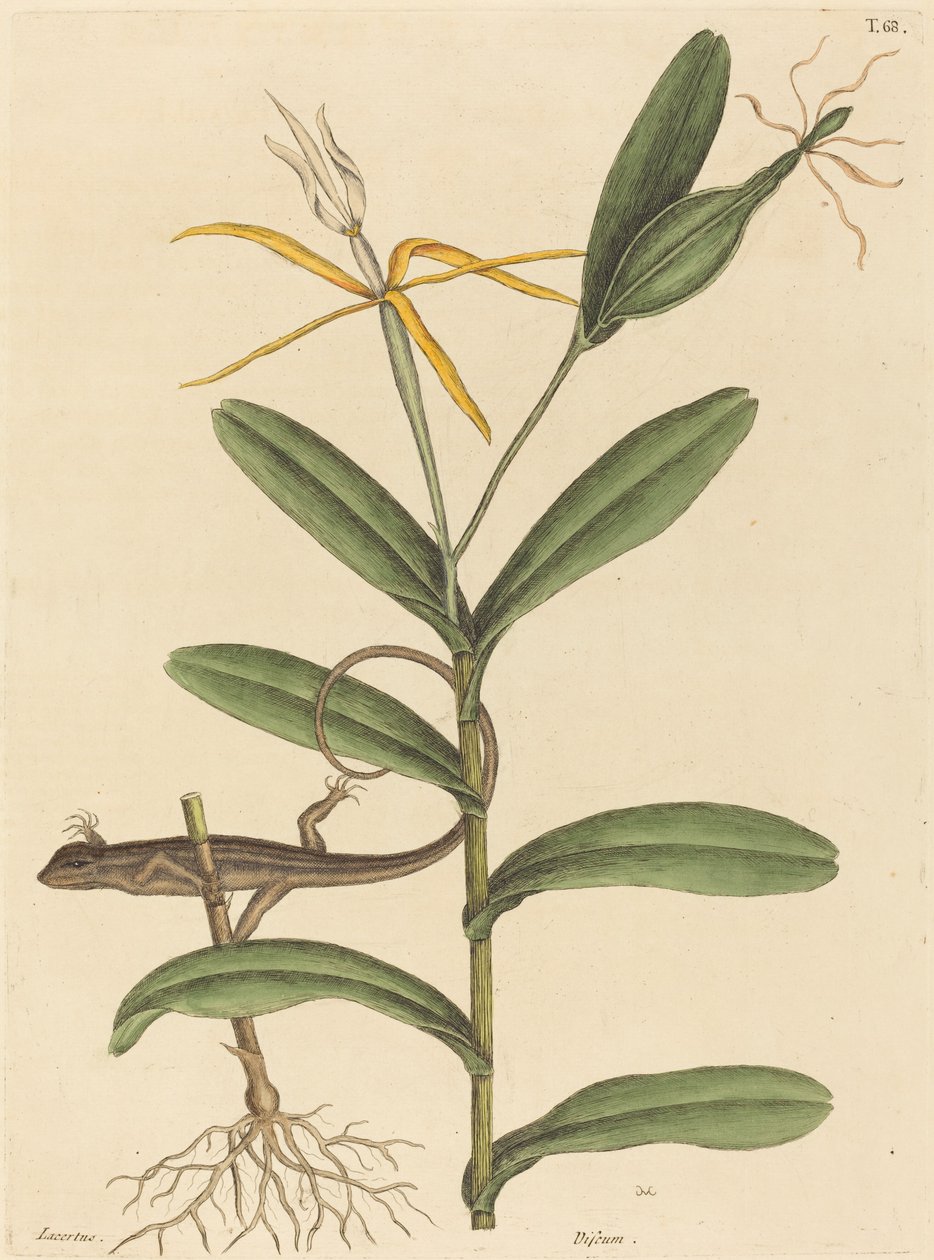 Lyon Lizard Lacerta 6-lineata, udgivet 1731-1743. af Mark Catesby