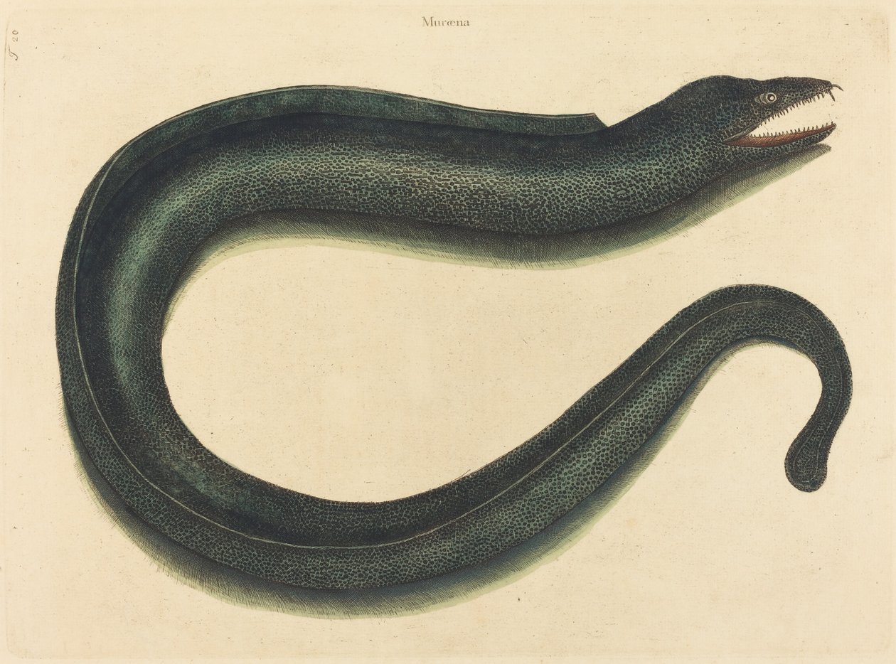 Murray (Muraina Helena) af Mark Catesby