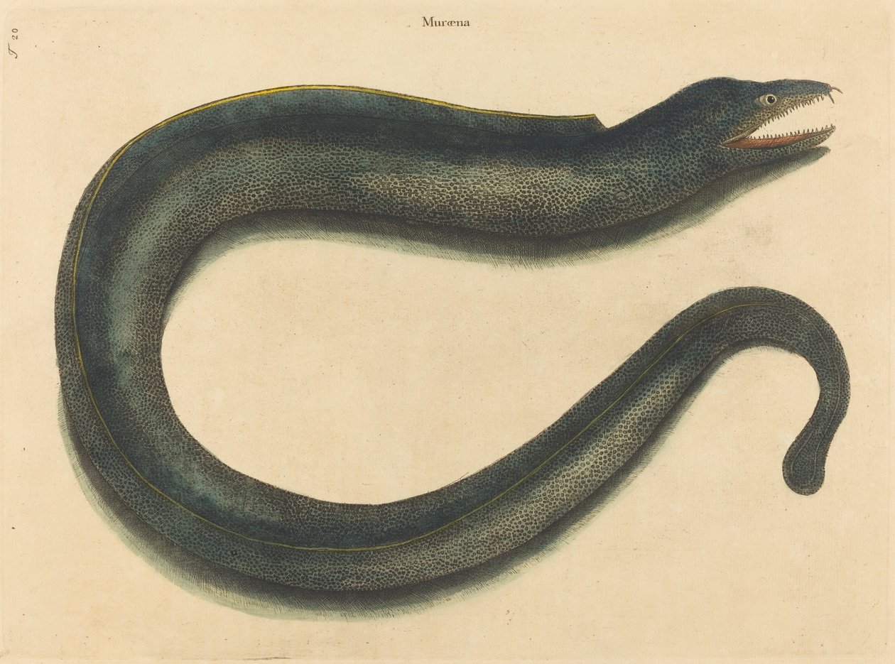 Murray (Muraina Helena) af Mark Catesby