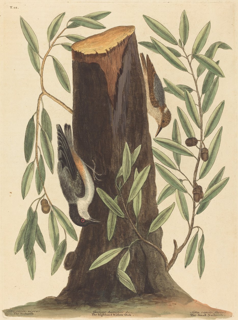 Nuthatch Sitta Europaea, udgivet 1754. af Mark Catesby