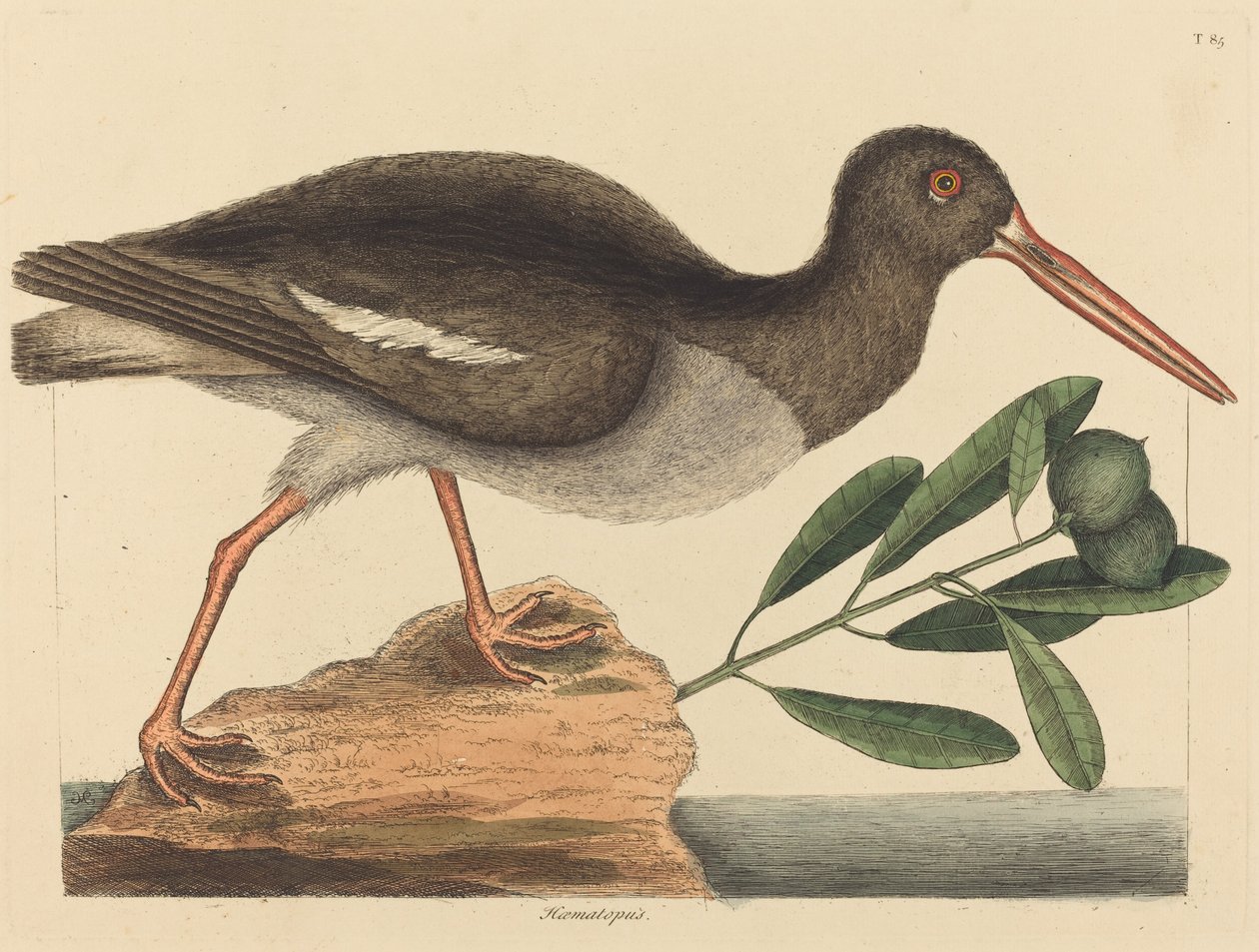 Østersfangeren Hoematopus ostralegus, udgivet 1731-1743. af Mark Catesby