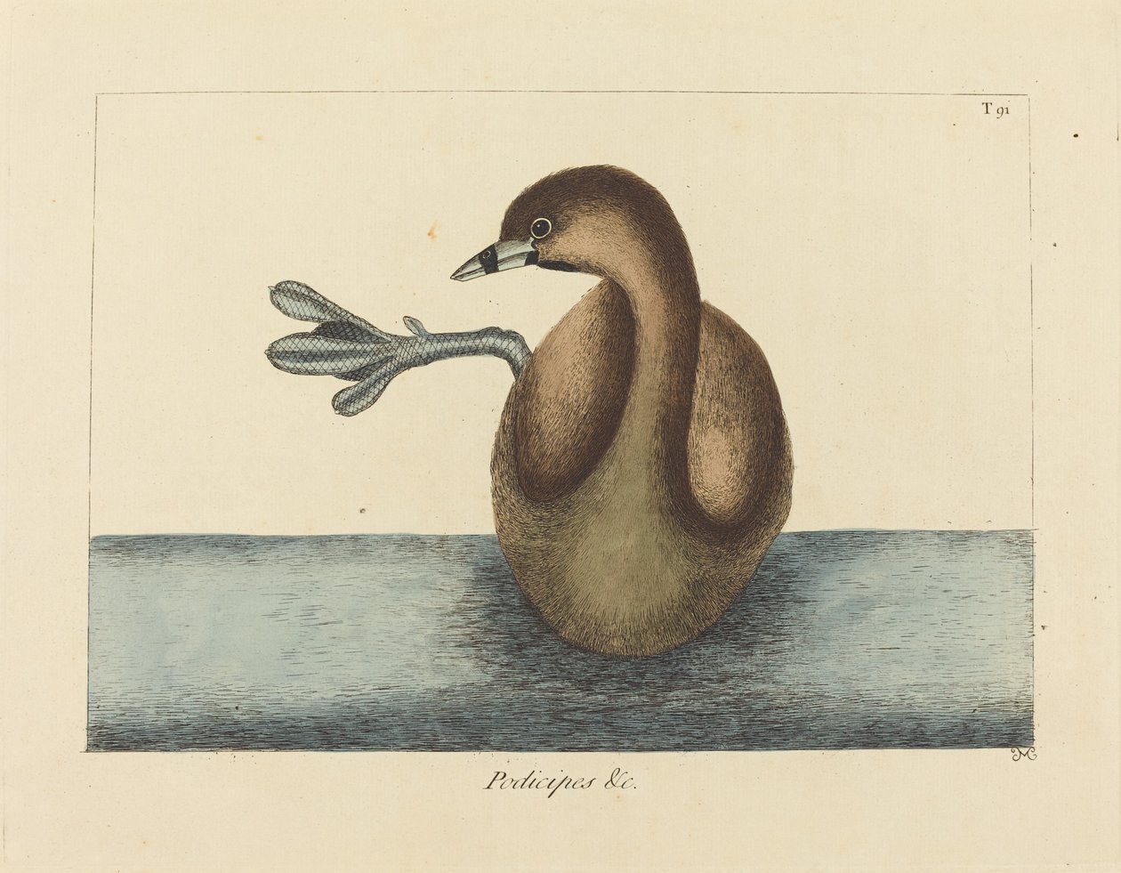 The Pied-billed Dobchick (Colymbus podiceps) af Mark Catesby