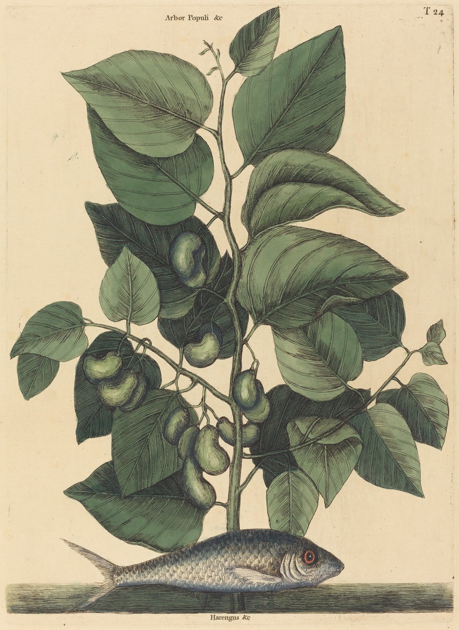 The Pilchard Argentina carolina, udgivet 1731-1743. af Mark Catesby