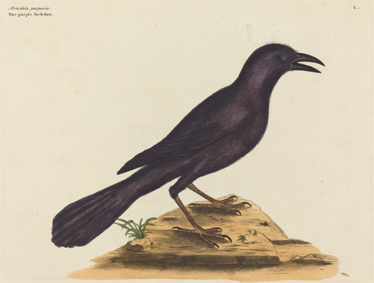 The Purple Jack Daw (Gracula Quiscula) af Mark Catesby