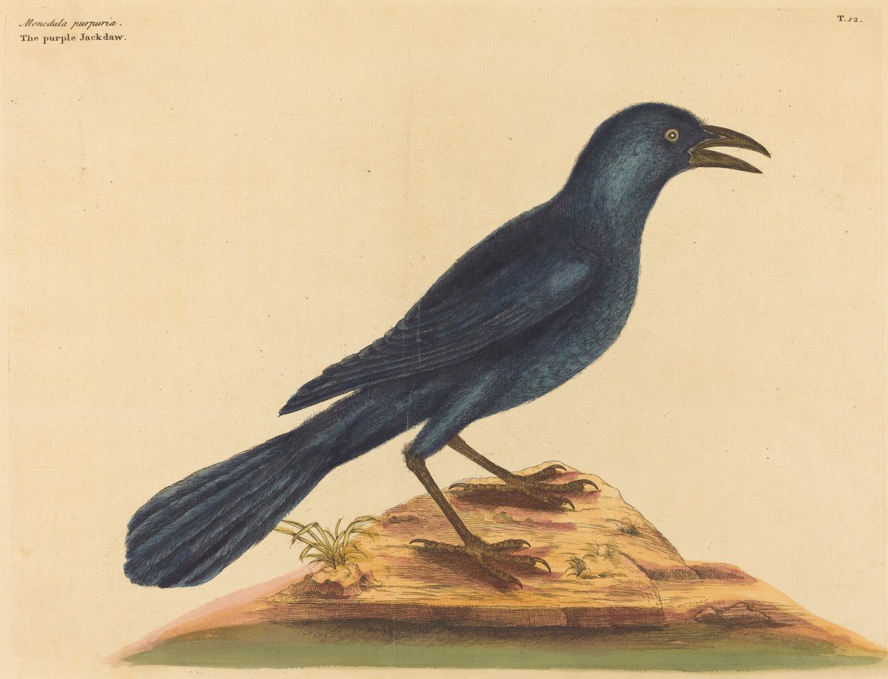 The Purple Jack Daw (Gracula Quiscula) af Mark Catesby