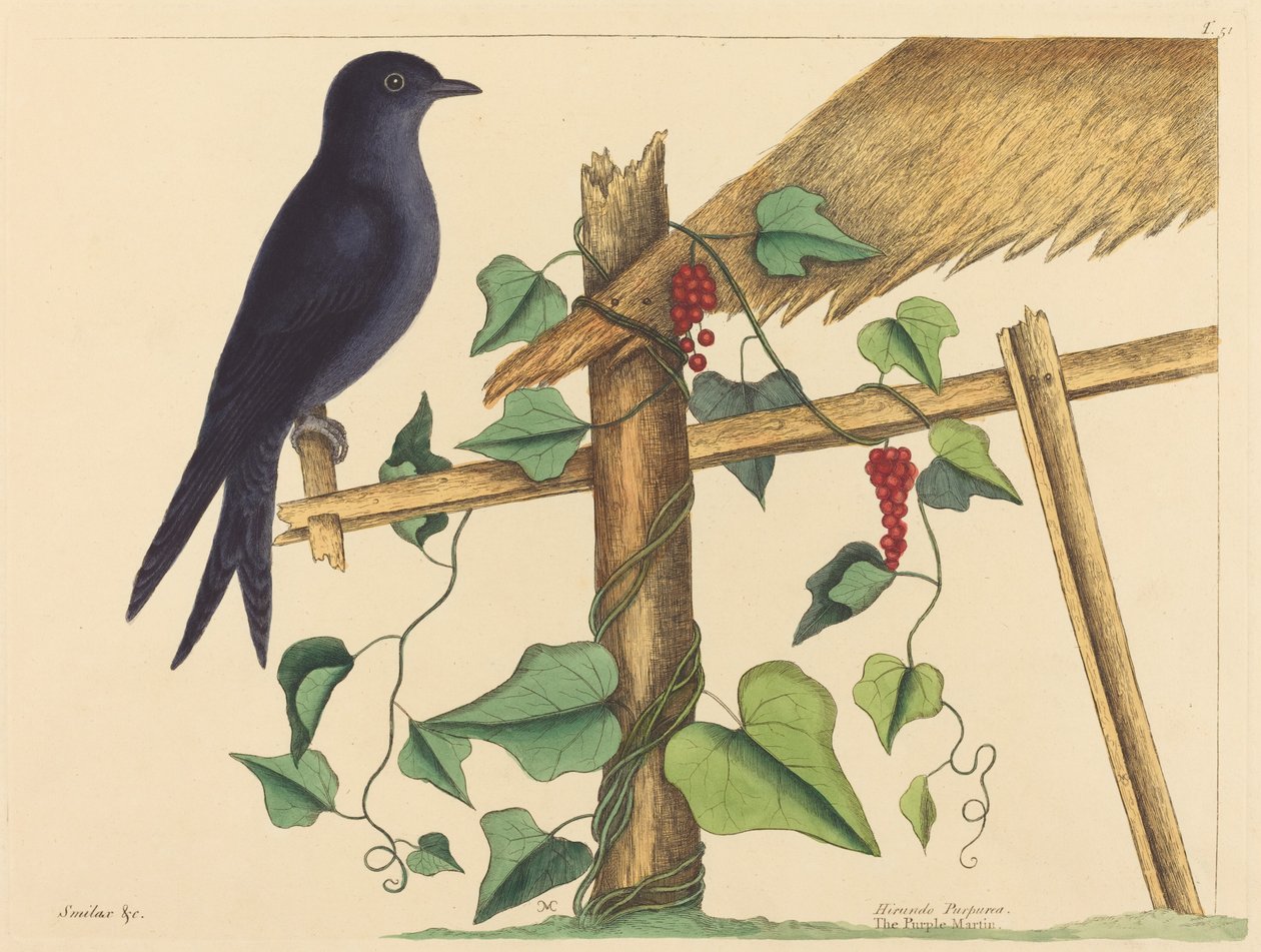 The Purple Martin (Purple Martin) af Mark Catesby