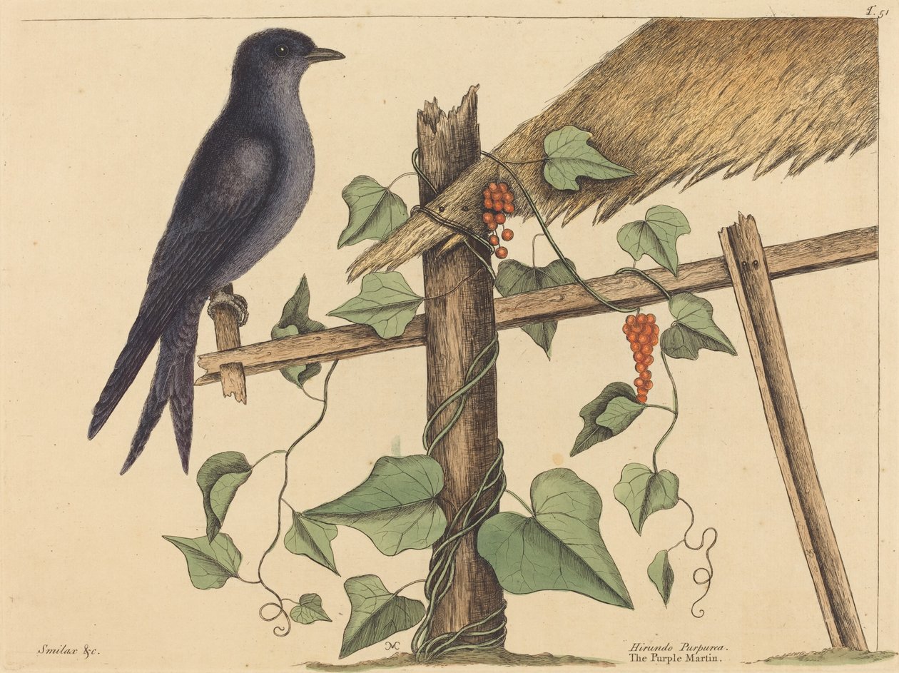 The Purple Martin (Purple Martin) af Mark Catesby