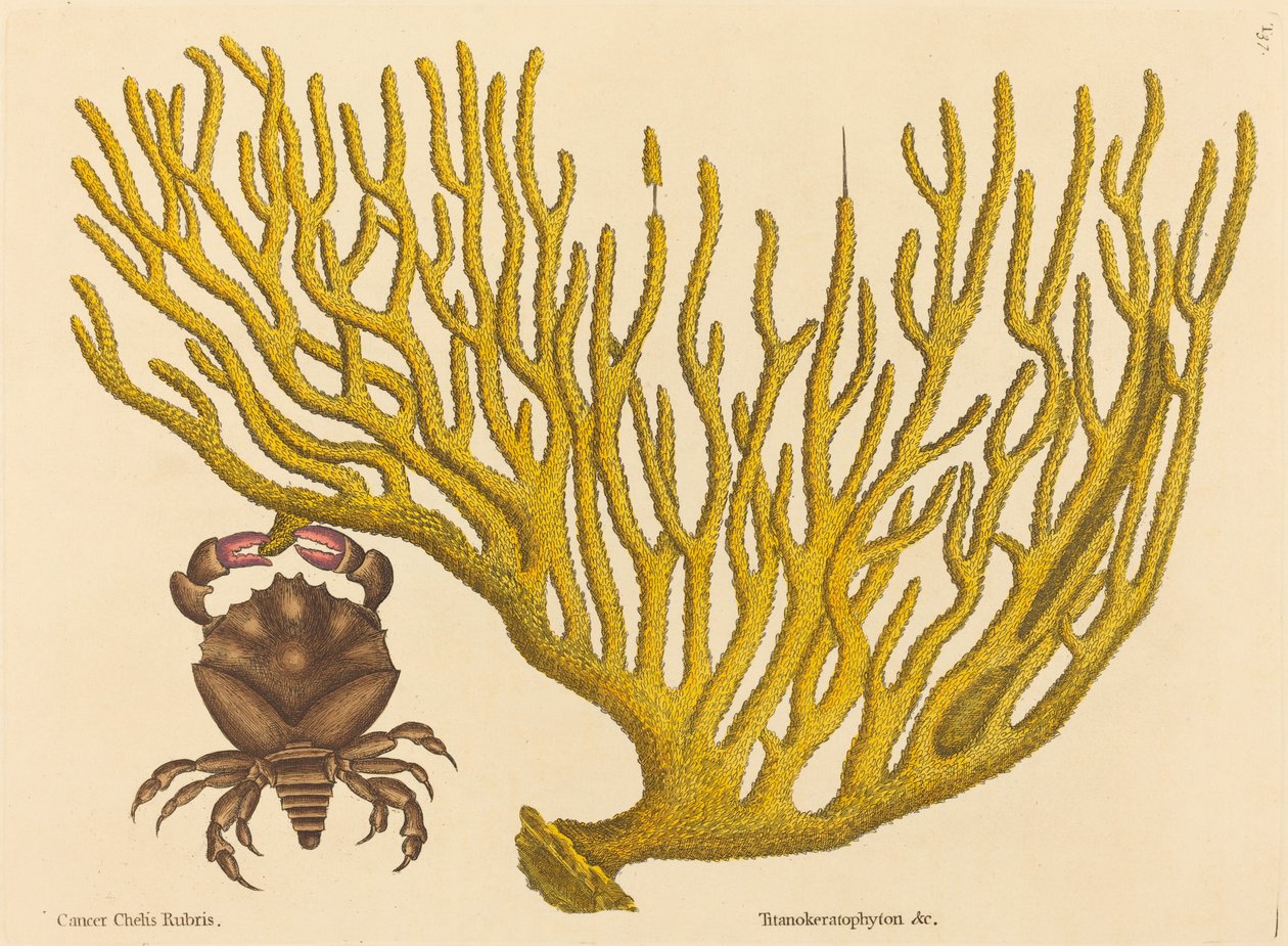 Den røde kløede krabbe (Cancer erythropus) af Mark Catesby