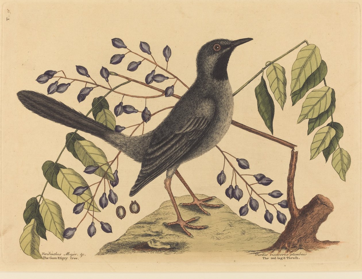Den rødbenede drossel (Turdus plumbeus) af Mark Catesby