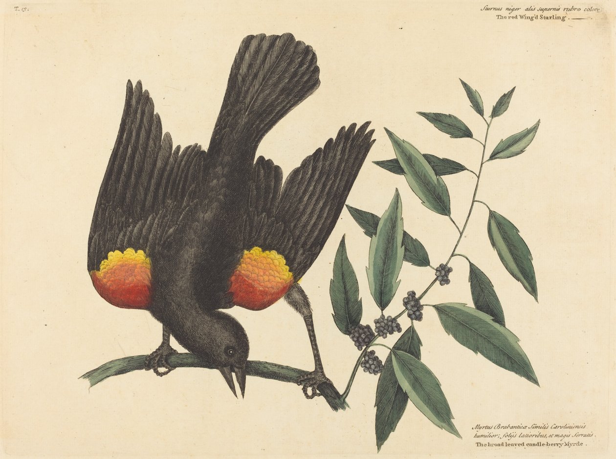 Rødvinget stær (Oriolus phoeniceus) af Mark Catesby