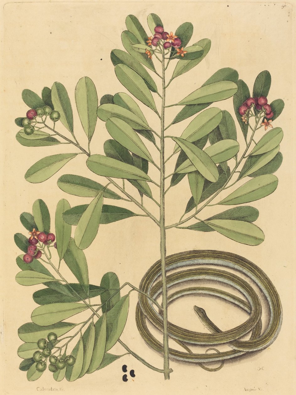The Ribbon Snake Coluber saurita, udgivet 1731-1743. af Mark Catesby