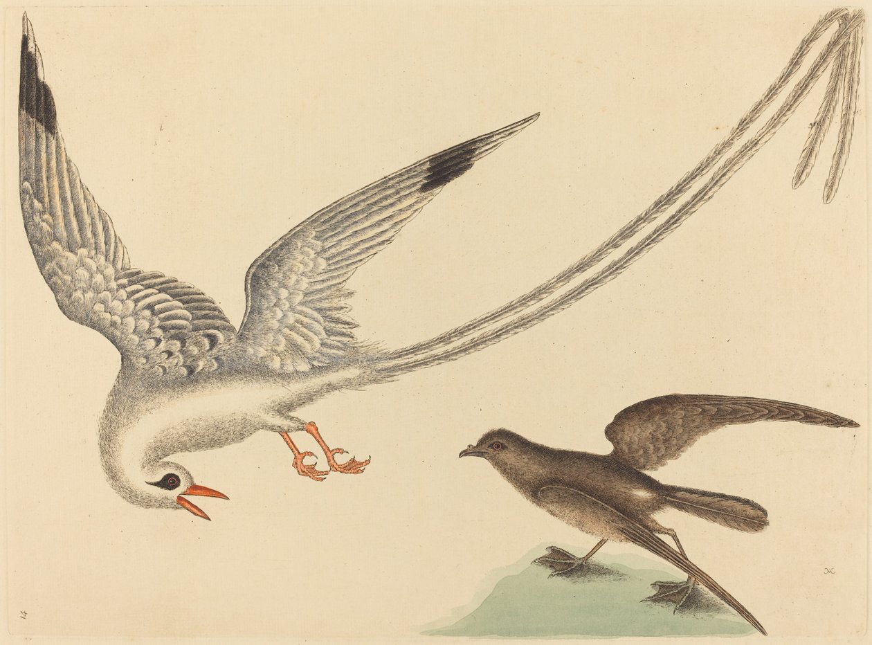 Risfuglen (Emberiza oryzivora) af Mark Catesby