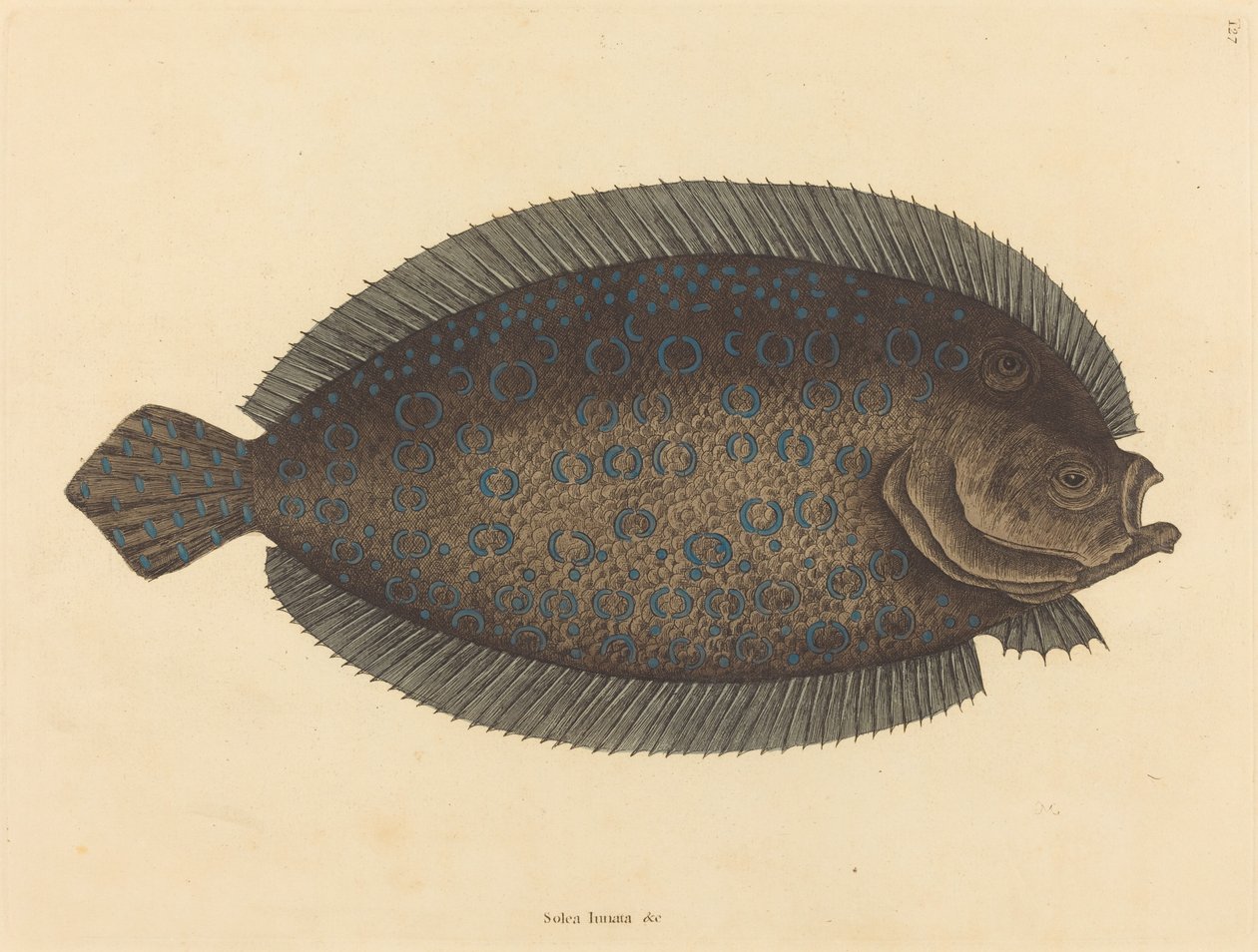 The Sole Pleuronectes lunatus, udgivet 1731-1743. af Mark Catesby