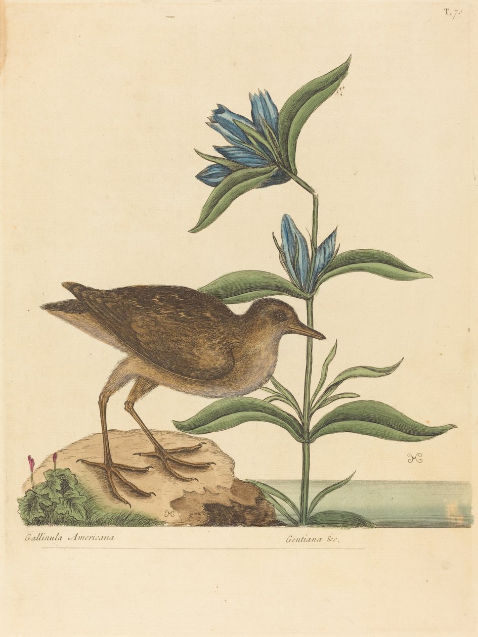 The Soree (Rallus Virginianus) af Mark Catesby