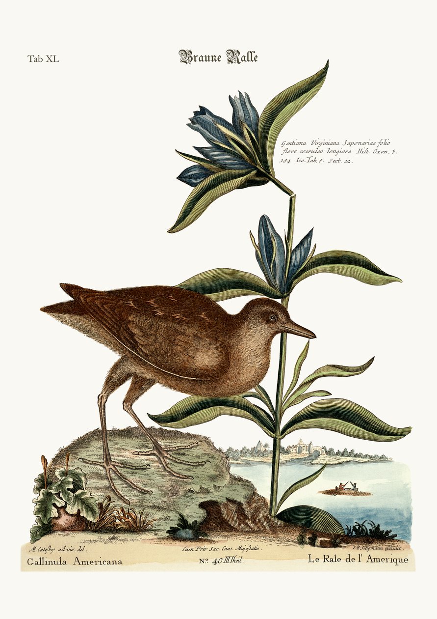 The Soree, 1749-73 af Mark Catesby