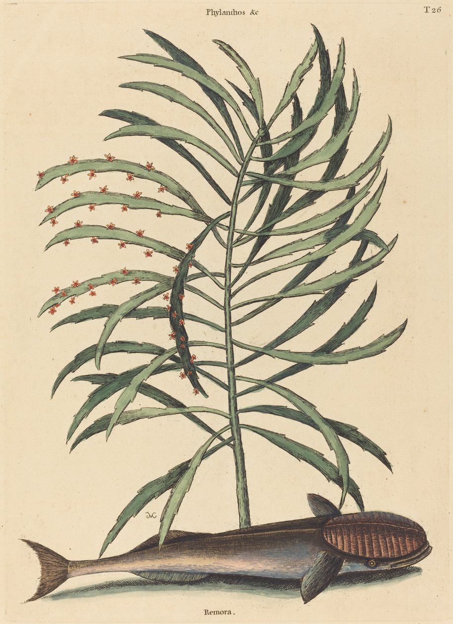 Den sugende fisk (Echeneis Naucratis) af Mark Catesby