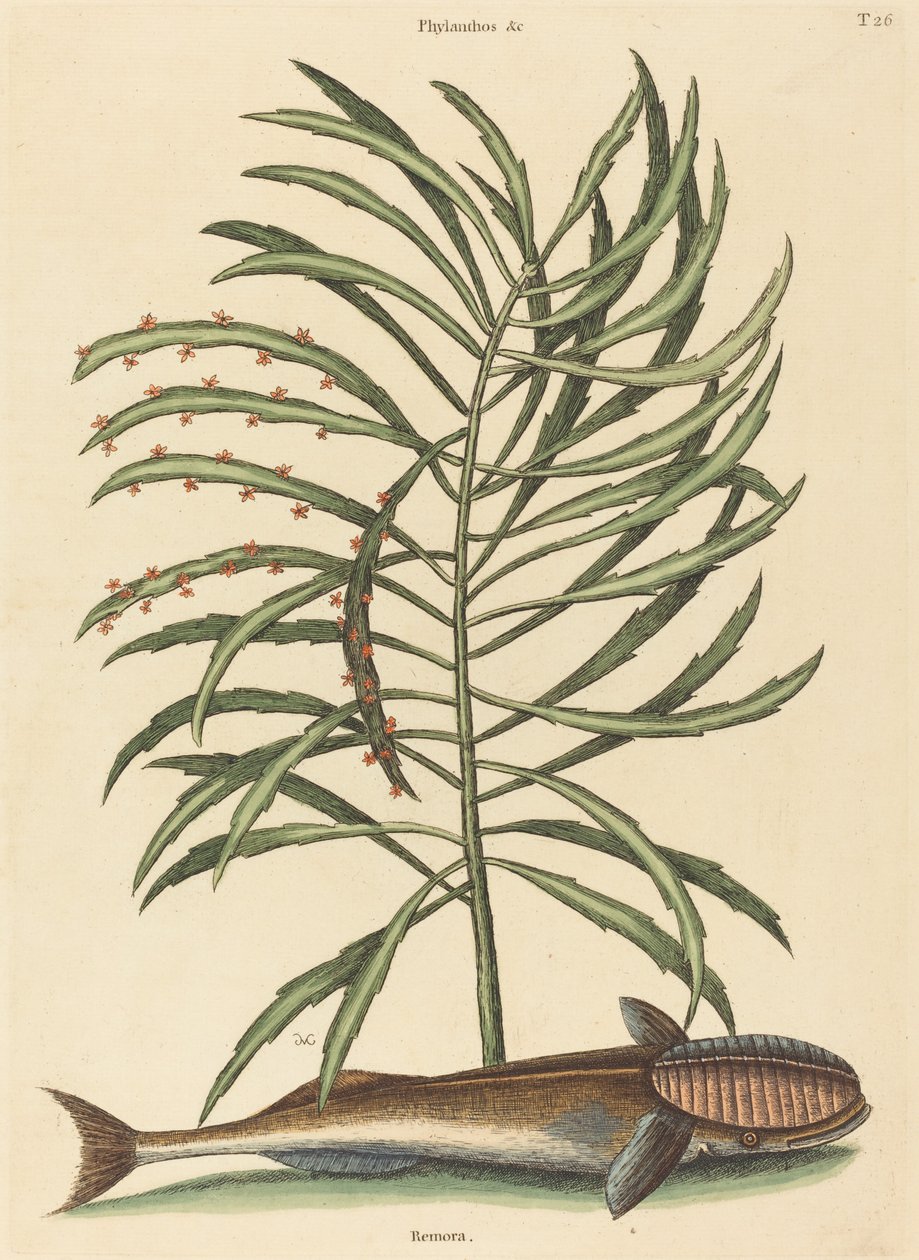 Den sugende fisk (Echeneis naucratis) af Mark Catesby