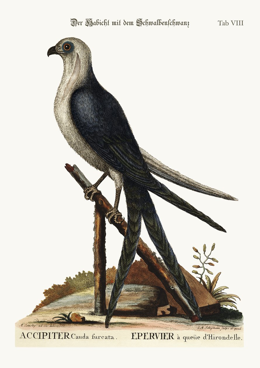 Svalehalehøgen, 1749-73 af Mark Catesby