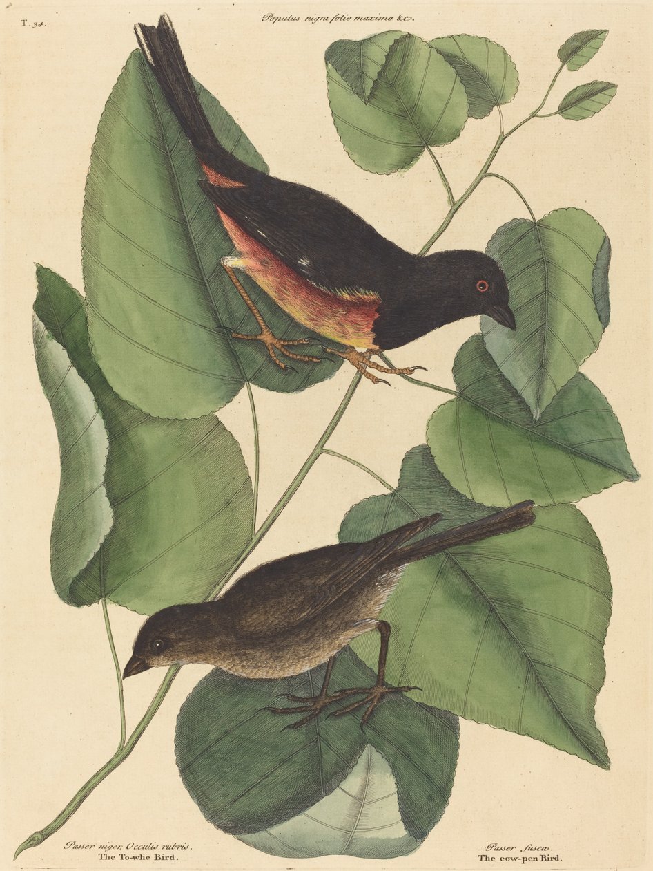 The Towhe Bird (Fringilla erythrophthalma) af Mark Catesby