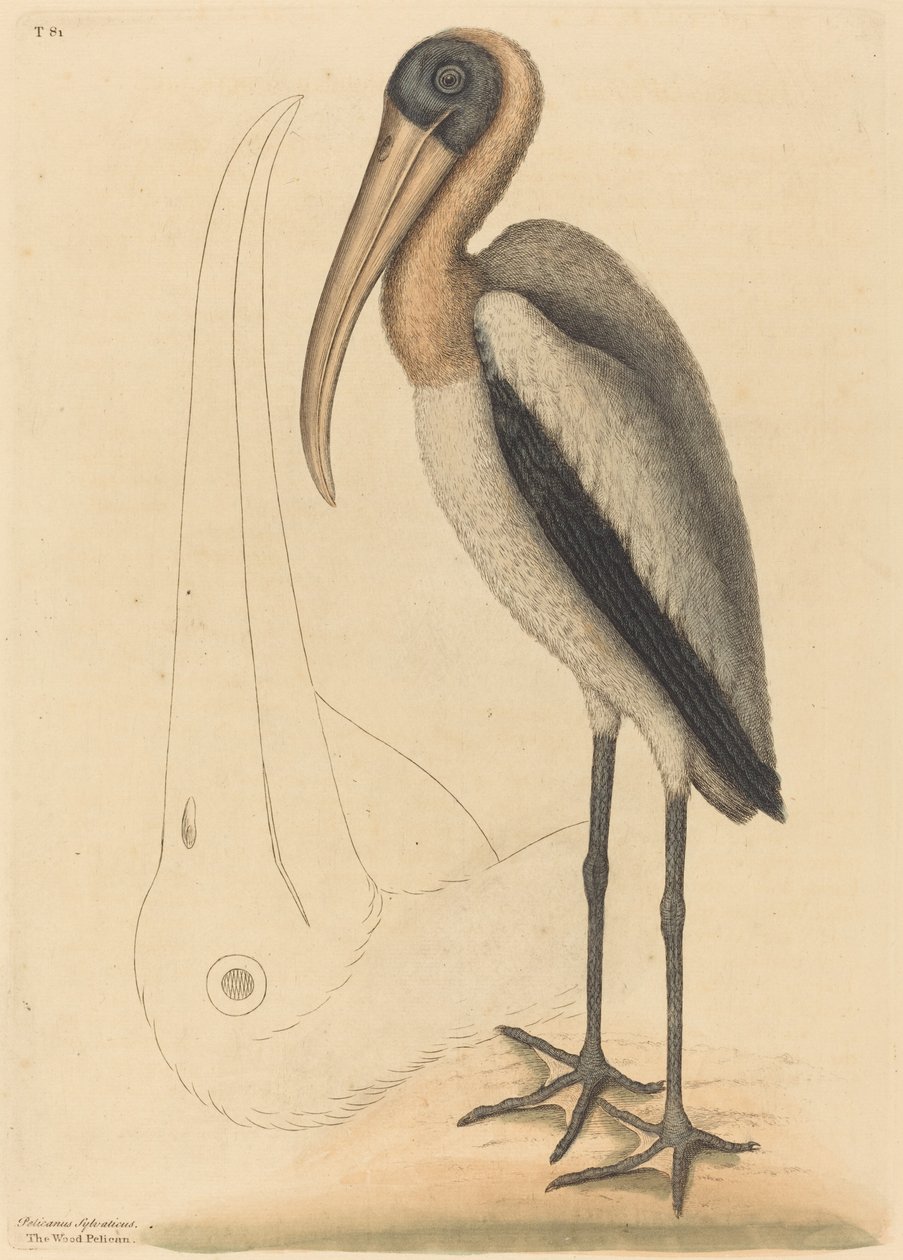 Skovpelikanen (Tantalus Loculator) af Mark Catesby