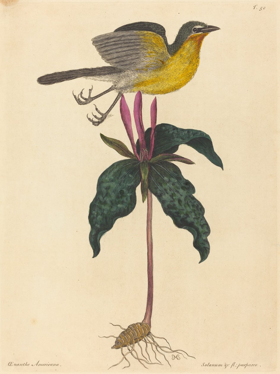 The Yellow-breasted Chat, udgivet 1754. af Mark Catesby