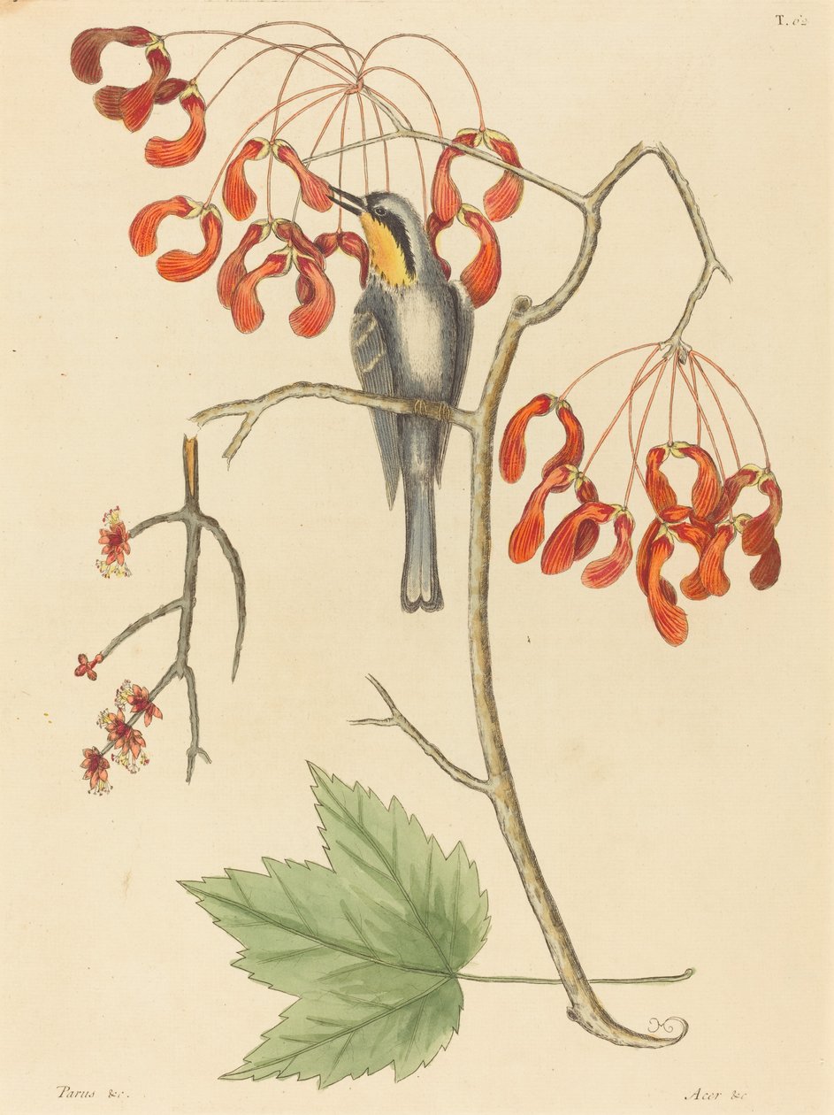 The Yellow Throated Creeper, udgivet 1754. af Mark Catesby