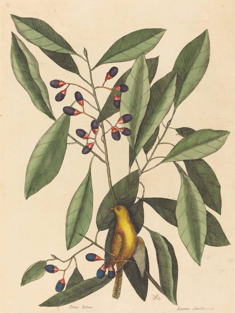 Den gule mejse Motacilla trochilus, udgivet 1754. af Mark Catesby