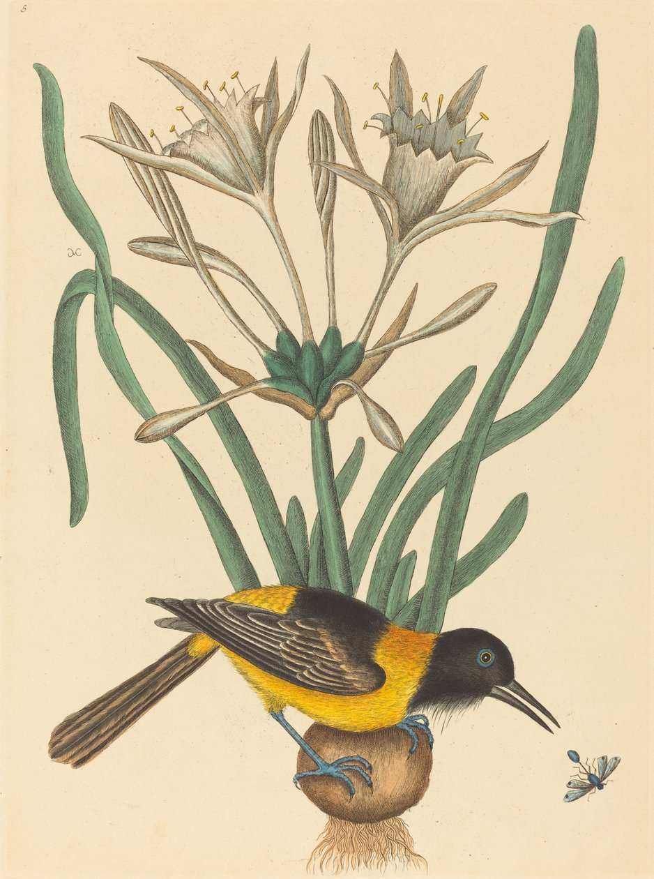 Den gule og sorte pye (Oriolus Icterus) af Mark Catesby