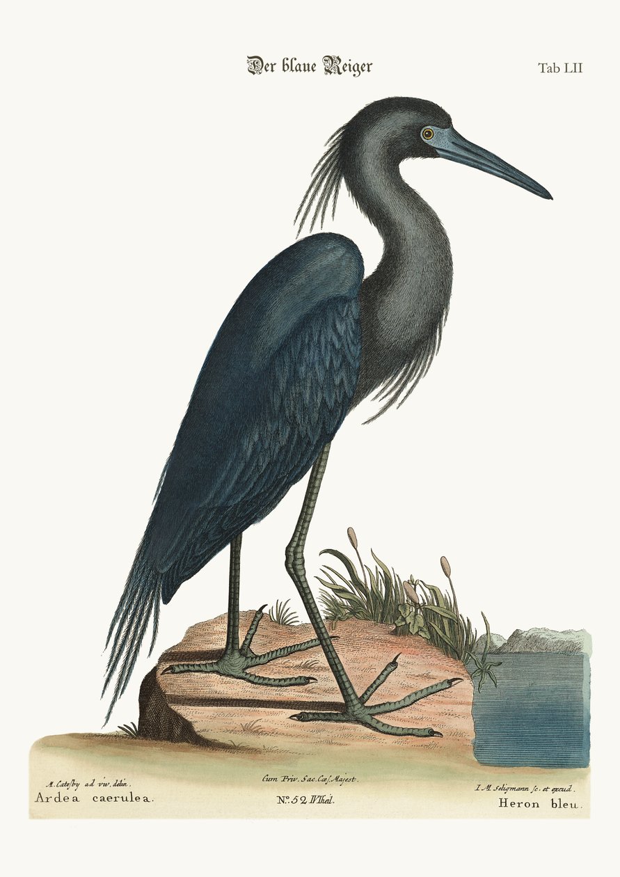Den blå hejre, 1749-73 af Mark Catesby