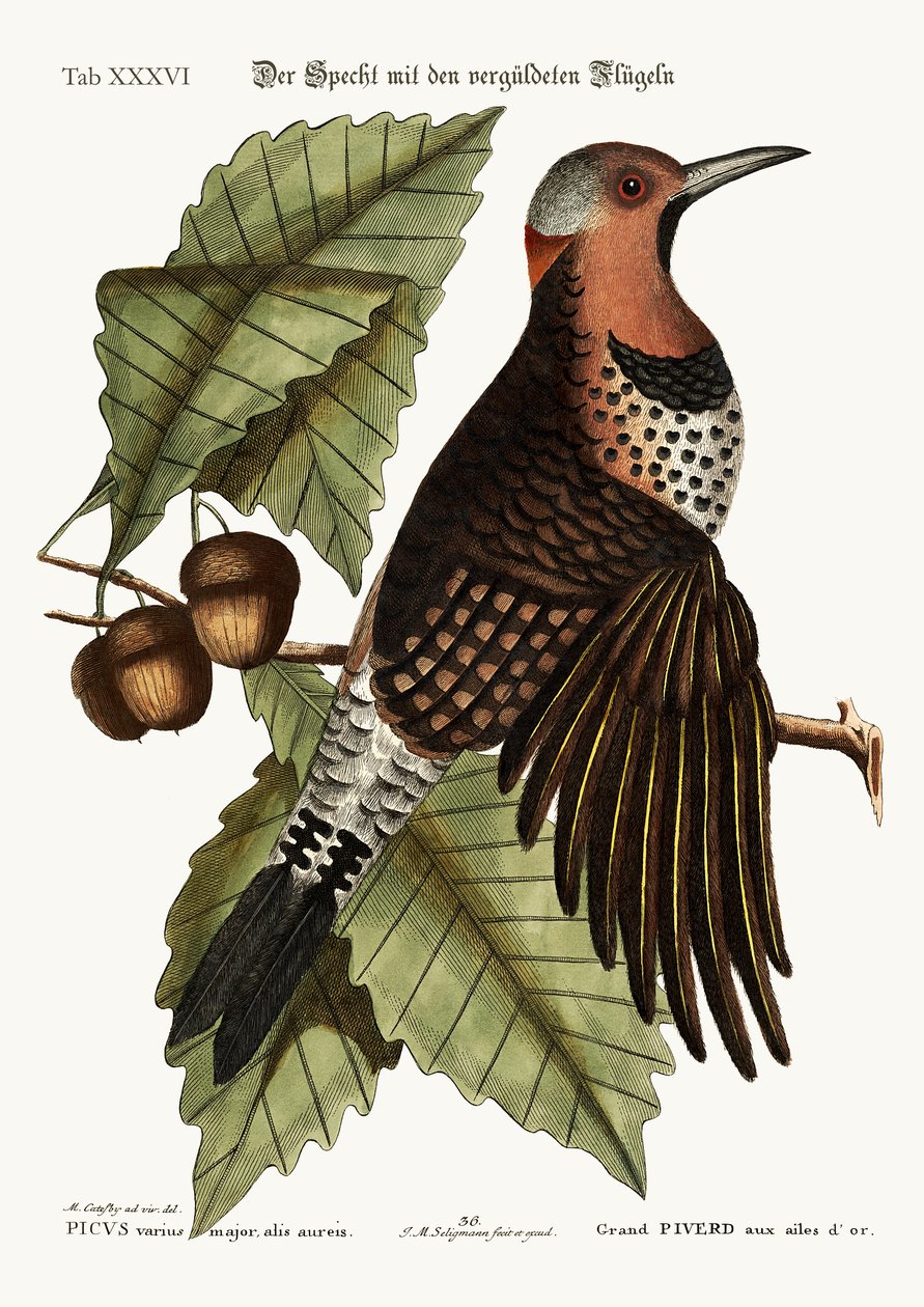 Den guldvingede spætte, 1749-73 af Mark Catesby